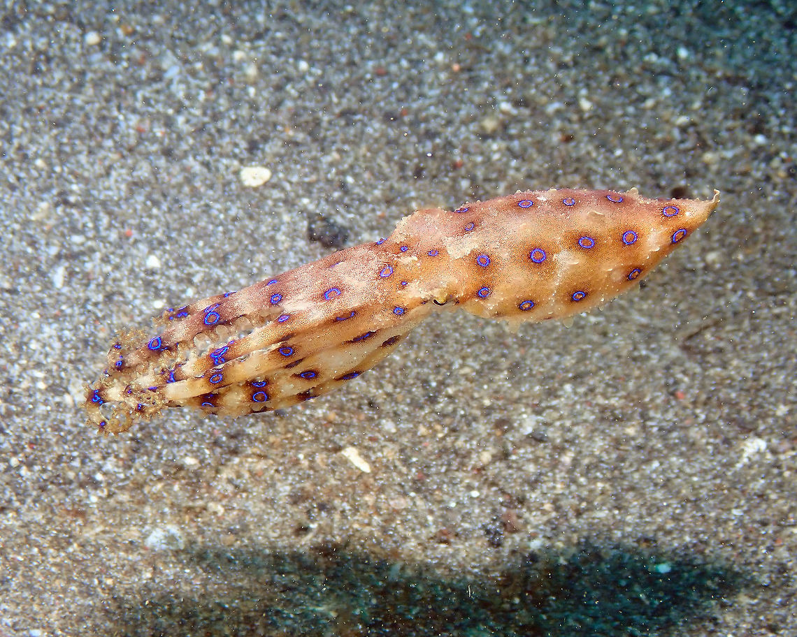 Greater blue-ringed octopus - Hapalochlaena lunulata Kareko Batu, Lembeh.<br />
Our first encounter with this beautiful but super-deadly tiny octopus!<br />
At first it was not even displaying the blue rings so it is kind of scary to think we could have brushed him by mistake<br />
<figure class="photo"><a href="https://www.jungledragon.com/image/71962/greater_blue-ringed_octopus_-_hapalochlaena_lunulata.html" title="Greater blue-ringed octopus - Hapalochlaena lunulata"><img src="https://s3.amazonaws.com/media.jungledragon.com/images/2298/71962_thumb.JPG?AWSAccessKeyId=05GMT0V3GWVNE7GGM1R2&Expires=1759968010&Signature=EAI6wFJLLl3NSsRL6FlJkQ7khS0%3D" width="200" height="200" alt="Greater blue-ringed octopus - Hapalochlaena lunulata Kareko Batu, Lembeh.<br />
This is the same octopus changing colors as we follow him and displaying its warning blue rings! Greater blue-ringed octopus,Hapalochlaena lunulata" /></a></figure><br />
<figure class="photo"><a href="https://www.jungledragon.com/image/71963/greater_blue-ringed_octopus_-_hapalochlaena_lunulata.html" title="Greater blue-ringed octopus - Hapalochlaena lunulata"><img src="https://s3.amazonaws.com/media.jungledragon.com/images/2298/71963_thumb.JPG?AWSAccessKeyId=05GMT0V3GWVNE7GGM1R2&Expires=1759968010&Signature=NfYKkSMiQHhMfKsMMYGnQ85MvDw%3D" width="200" height="150" alt="Greater blue-ringed octopus - Hapalochlaena lunulata Kareko Batu, Lembeh.<br />
here getting brownish.. Geotagged,Greater blue-ringed octopus,Hapalochlaena lunulata,Indonesia,Spring" /></a></figure><br />
<figure class="photo"><a href="https://www.jungledragon.com/image/71964/greater_blue-ringed_octopus_-_hapalochlaena_lunulata.html" title="Greater blue-ringed octopus - Hapalochlaena lunulata"><img src="https://s3.amazonaws.com/media.jungledragon.com/images/2298/71964_thumb.JPG?AWSAccessKeyId=05GMT0V3GWVNE7GGM1R2&Expires=1759968010&Signature=IXnwICPJOFsb9vD3EBGKTuTnrJY%3D" width="200" height="150" alt="Greater blue-ringed octopus - Hapalochlaena lunulata Kareko Batu, Lembeh.<br />
Last pic of the selected series. Size does not exceed 10 cm, so you can imagine how tiny it is! Geotagged,Greater blue-ringed octopus,Hapalochlaena lunulata,Indonesia,Spring" /></a></figure> Geotagged,Greater blue-ringed octopus,Hapalochlaena lunulata,Indonesia,Spring