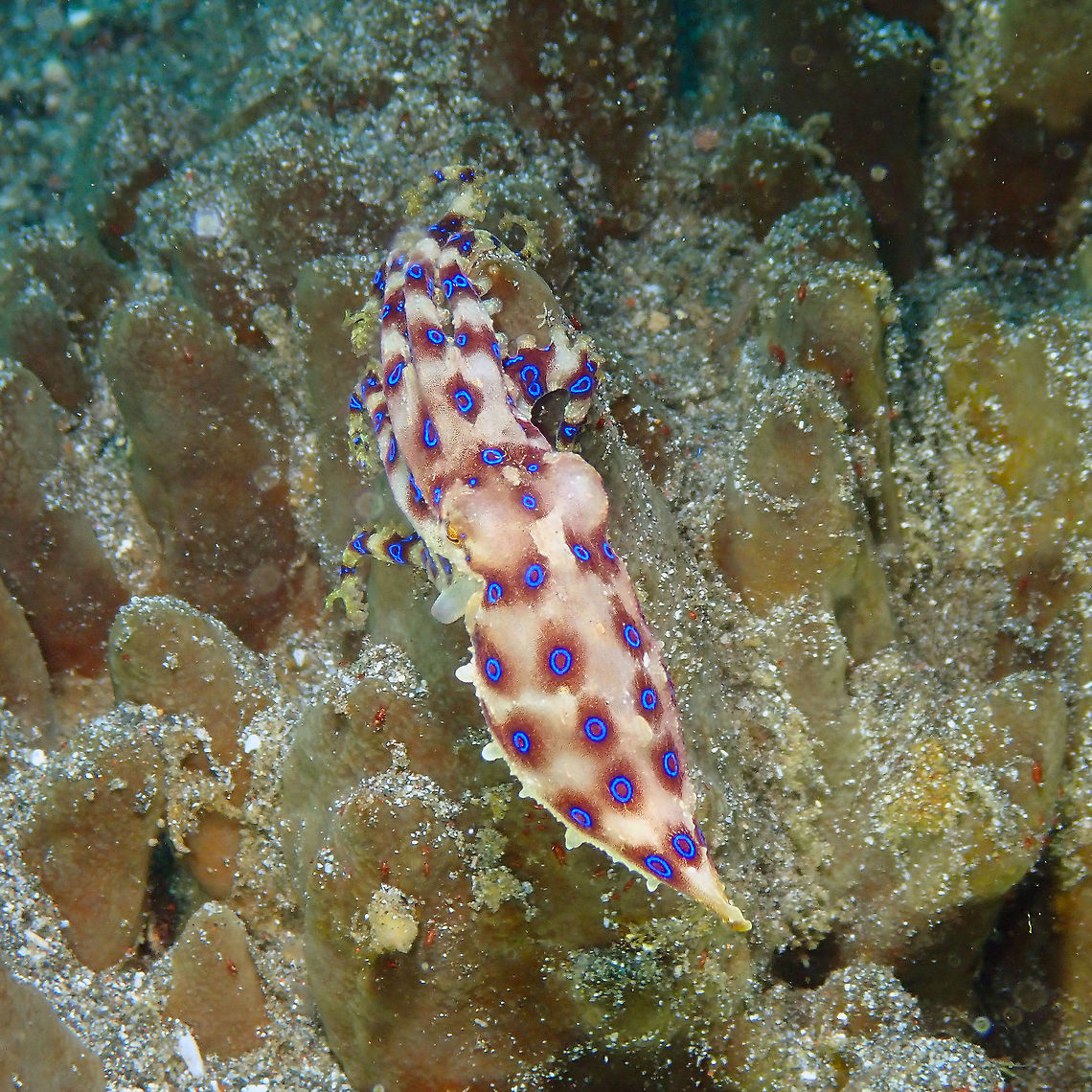 Greater blue-ringed octopus - Hapalochlaena lunulata Kareko Batu, Lembeh.<br />
This is the same octopus changing colors as we follow him and displaying its warning blue rings! Greater blue-ringed octopus,Hapalochlaena lunulata