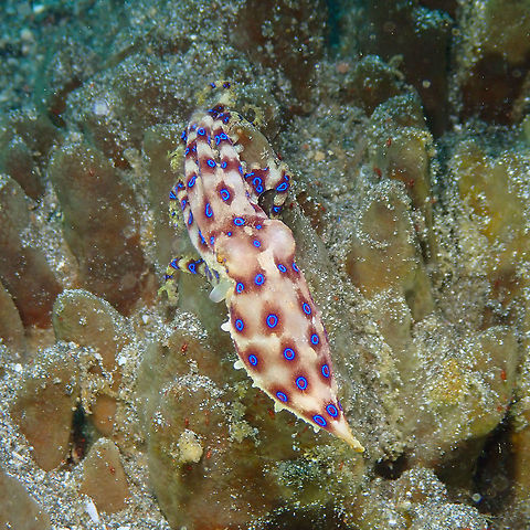 Greater blue-ringed octopus - Hapalochlaena lunulata Kareko Batu, Lembeh.
This is the same octopus changing colors as we follow him and displaying its warning blue rings! Greater blue-ringed octopus,Hapalochlaena lunulata