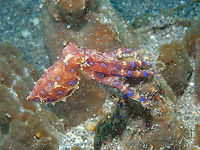 Greater blue-ringed octopus - Hapalochlaena lunulata Kareko Batu, Lembeh.<br />
here getting brownish.. Geotagged,Greater blue-ringed octopus,Hapalochlaena lunulata,Indonesia,Spring
