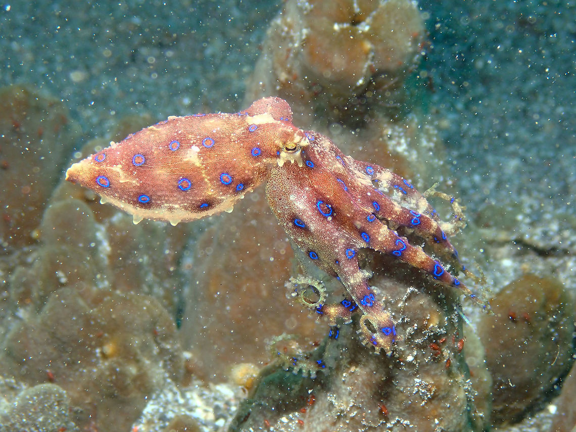 Greater blue-ringed octopus - Hapalochlaena lunulata Kareko Batu, Lembeh.<br />
Last pic of the selected series. Size does not exceed 10 cm, so you can imagine how tiny it is! Geotagged,Greater blue-ringed octopus,Hapalochlaena lunulata,Indonesia,Spring