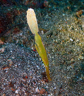 Armored/Long-tailed ghost pipefish -Solenostomus armatus Kareko Batu, Lembeh. Geotagged,Indonesia,Long-tailed ghost pipefish,Solenostomus armatus,Spring