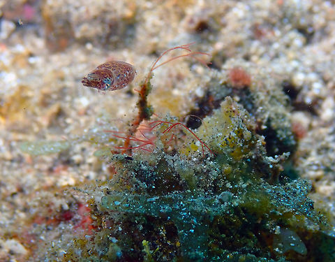 Northern pygmy squid - Idiosepius paradoxus Kareko Batu, Lembeh.
https://www.jungledragon.com/image/72068/northern_pygmy_squid_-_idiosepius_paradoxus.html
https://www.jungledragon.com/image/72069/northern_pygmy_squid_-_idiosepius_paradoxus.html Geotagged,Idiosepius paradoxus,Indonesia,Spring