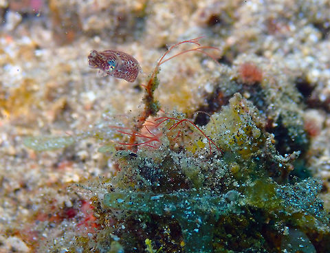 Northern pygmy squid - Idiosepius paradoxus Kareko batu, Lembeh. Geotagged,Idiosepius paradoxus,Indonesia,Spring