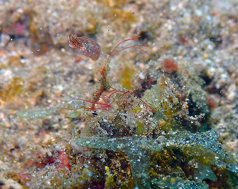 Northern pygmy squid - Idiosepius paradoxus Kareko Batu, Lembeh. Geotagged,Idiosepius paradoxus,Indonesia,Spring