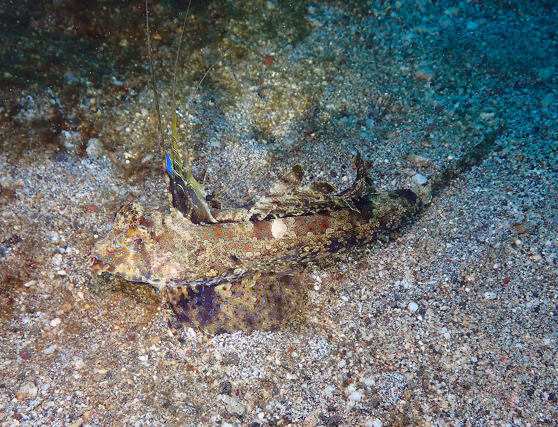 Kuiter's dragonet - Dactylopus kuiteri Kareko Batu, Lembeh.<br />
<figure class="photo"><a href="https://www.jungledragon.com/image/72071/kuiters_dragonet_-_dactylopus_kuiteri.html" title="Kuiter&#039;s dragonet - Dactylopus kuiteri"><img src="https://s3.amazonaws.com/media.jungledragon.com/images/2298/72071_thumb.JPG?AWSAccessKeyId=05GMT0V3GWVNE7GGM1R2&Expires=1759968010&Signature=lIBPHhm5%2FJn3pUrPI6xd4ClWx44%3D" width="200" height="150" alt="Kuiter&#039;s dragonet - Dactylopus kuiteri Kareko Batu, Lembeh. Dactylopus kuiteri,Geotagged,Indonesia,Kuiter&#039;s dragonet,Spring" /></a></figure> Dactylopus kuiteri,Geotagged,Indonesia,Kuiter's dragonet,Spring