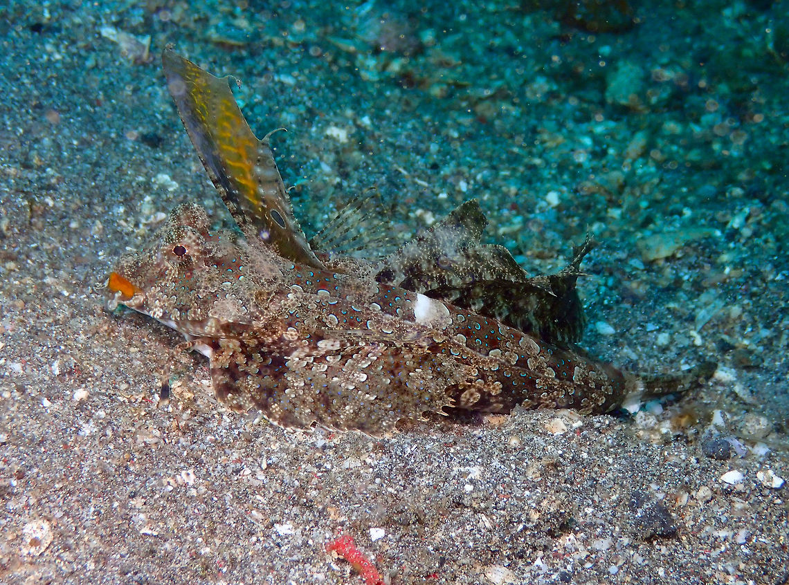 Kuiter's dragonet - Dactylopus kuiteri Kareko Batu, Lembeh. Dactylopus kuiteri,Geotagged,Indonesia,Kuiter's dragonet,Spring