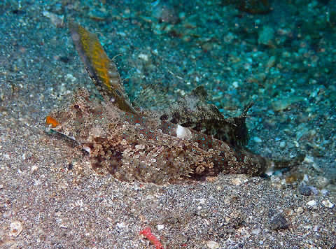 Kuiter's dragonet - Dactylopus kuiteri Kareko Batu, Lembeh. Dactylopus kuiteri,Geotagged,Indonesia,Kuiter's dragonet,Spring