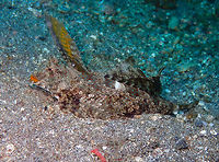 Kuiter's dragonet - Dactylopus kuiteri Kareko Batu, Lembeh. Dactylopus kuiteri,Geotagged,Indonesia,Kuiter's dragonet,Spring