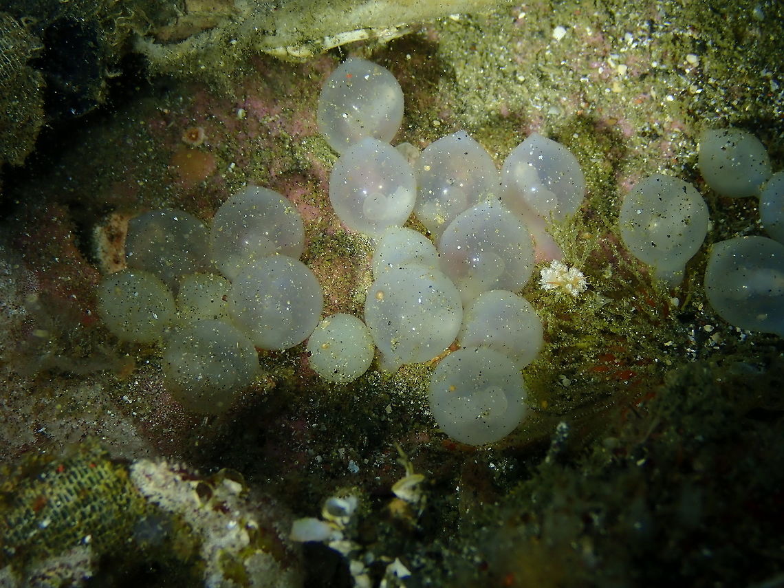 Cuttlefish Eggs Kareko Batu, Lembeh.<br />
In many places online I see these as eggs from the Metasepia pfefferi but I wonder if they could also be of a different Sepia species because the babies inside are more whiteish.<br />
In any case it was a cool finding because they were inside an old shoe!<br />
<figure class="photo"><a href="https://www.jungledragon.com/image/72073/cuttlefish_eggs_-_with_babies_inside.html" title="Cuttlefish Eggs - with babies inside"><img src="https://s3.amazonaws.com/media.jungledragon.com/images/2298/72073_thumb.JPG?AWSAccessKeyId=05GMT0V3GWVNE7GGM1R2&Expires=1759968010&Signature=FMUYVVacriMcsW3NUG2dH0ljFl8%3D" width="200" height="150" alt="Cuttlefish Eggs - with babies inside Kareko Batu, Lembeh. Eggs,Geotagged,Indonesia,Lembeh,Mollusca,Sepia,Spring,cephalopoda,cuttlefish" /></a></figure><br />
<figure class="photo"><a href="https://www.jungledragon.com/image/72074/sepia_eggs_-_here_is_the_old_shoe_where_we_found_them.html" title="Sepia Eggs - Here is the Old Shoe where we found them!"><img src="https://s3.amazonaws.com/media.jungledragon.com/images/2298/72074_thumb.JPG?AWSAccessKeyId=05GMT0V3GWVNE7GGM1R2&Expires=1759968010&Signature=SWtC1PJTJRPdqeT4ZdxmKUr%2FaTQ%3D" width="200" height="150" alt="Sepia Eggs - Here is the Old Shoe where we found them! Kareko Batu, Lembeh. Eggs,Geotagged,Indonesia,Lembeh,Mollusca,Sepia,Spring,cephalopoda" /></a></figure> Eggs,Geotagged,Indonesia,Lembeh,Mollusca,Sepia,Spring,cuttlefish