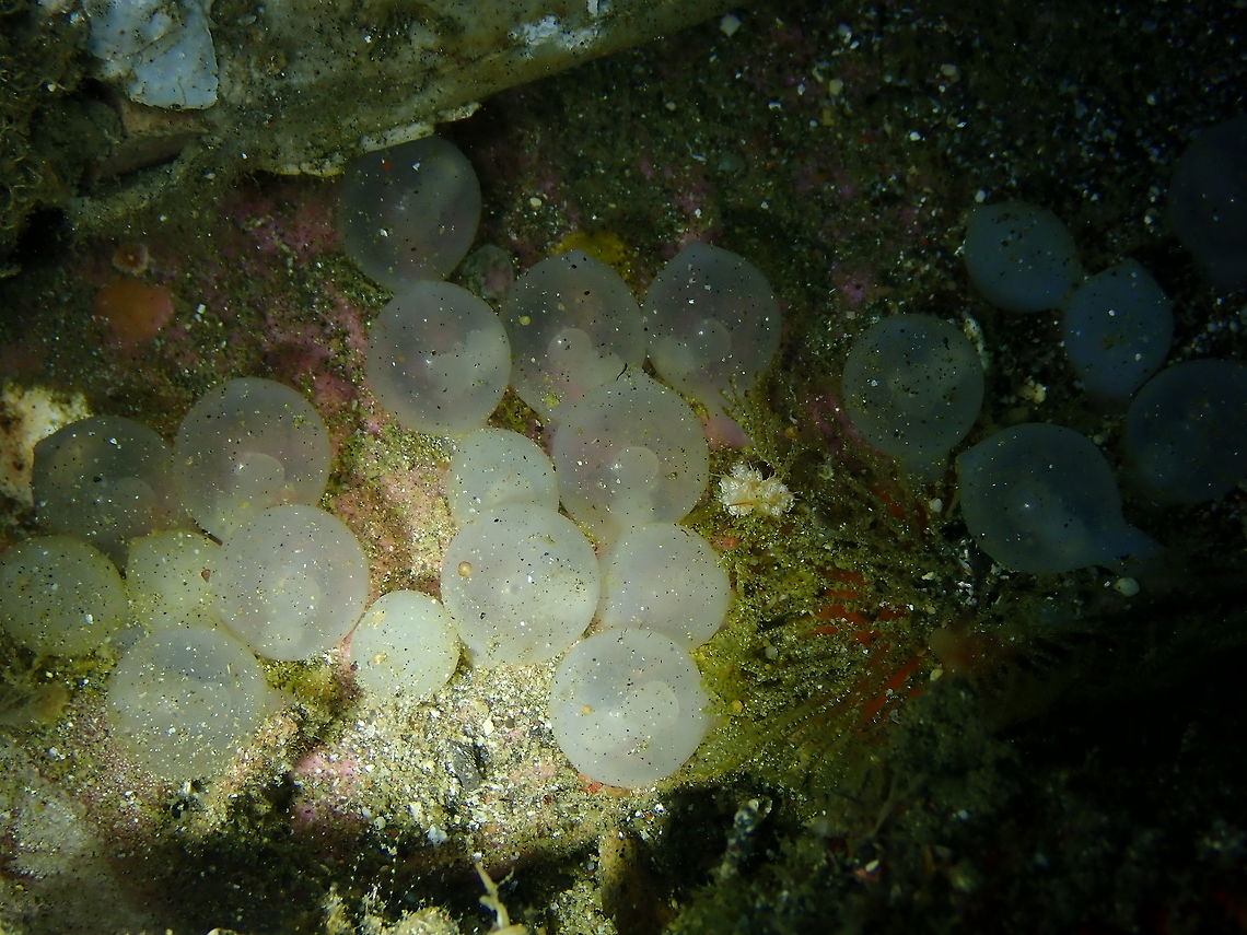 Cuttlefish Eggs - with babies inside Kareko Batu, Lembeh. Eggs,Geotagged,Indonesia,Lembeh,Mollusca,Sepia,Spring,cephalopoda,cuttlefish