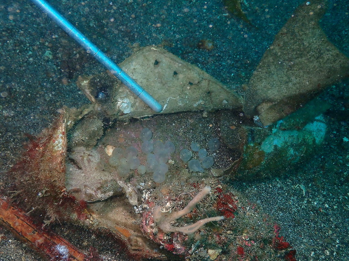 Sepia Eggs - Here is the Old Shoe where we found them! Kareko Batu, Lembeh. Eggs,Geotagged,Indonesia,Lembeh,Mollusca,Sepia,Spring,cephalopoda