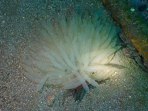 Sepioteuthis lessoniana eggs Kareko Batu, Lembeh. In the same dive we found squid eggs which are very different in shape from the Sepia ones. Bigfin reef squid,Geotagged,Indonesia,Sepioteuthis lessoniana,Spring