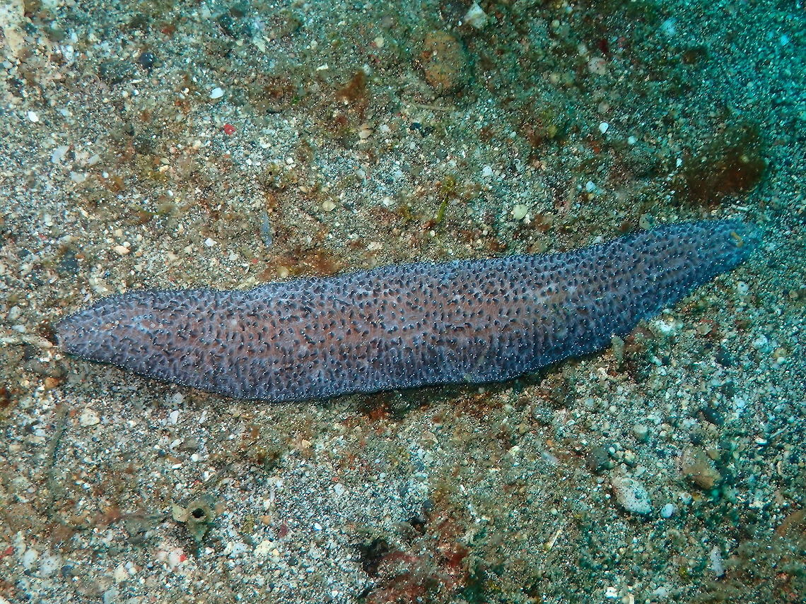 Slipper Coral - Polyphyllia talpina Kareko Batu, Lembeh.<br />
<figure class="photo"><a href="https://www.jungledragon.com/image/72078/slipper_coral_-_polyphyllia_talpina_close-up.html" title="Slipper Coral - Polyphyllia talpina (close-up)"><img src="https://s3.amazonaws.com/media.jungledragon.com/images/2298/72078_thumb.JPG?AWSAccessKeyId=05GMT0V3GWVNE7GGM1R2&Expires=1769040010&Signature=4FTxX9gL5fC21ngDopc1NC%2Fc3Kc%3D" width="200" height="150" alt="Slipper Coral - Polyphyllia talpina (close-up) Kareko Batu, Lembeh. Geotagged,Indonesia,Polyphyllia talpina,Slipper Coral,Spring" /></a></figure> Geotagged,Indonesia,Polyphyllia talpina,Slipper Coral,Spring