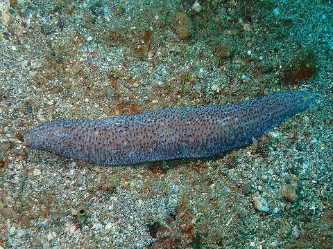 Slipper Coral - Polyphyllia talpina Kareko Batu, Lembeh.
https://www.jungledragon.com/image/72078/slipper_coral_-_polyphyllia_talpina_close-up.html Geotagged,Indonesia,Polyphyllia talpina,Slipper Coral,Spring