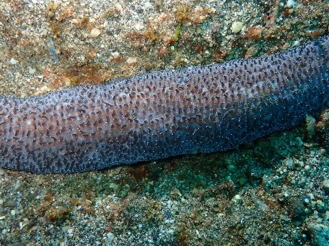 Slipper Coral - Polyphyllia talpina (close-up) Kareko Batu, Lembeh. Geotagged,Indonesia,Polyphyllia talpina,Slipper Coral,Spring