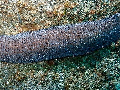 Slipper Coral - Polyphyllia talpina (close-up) Kareko Batu, Lembeh. Geotagged,Indonesia,Polyphyllia talpina,Slipper Coral,Spring