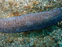 Slipper Coral - Polyphyllia talpina (close-up) Kareko Batu, Lembeh. Geotagged,Indonesia,Polyphyllia talpina,Slipper Coral,Spring