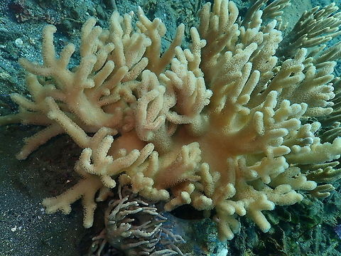 Sinularia asterolobata Kareko Batu, Lembeh. Geotagged,Indonesia,Leather Coral,Sinularia asterolobata,Spring