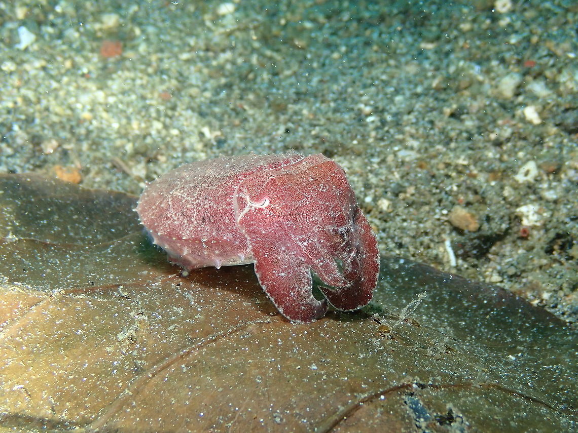 Broadclub cuttlefish - Sepia latimanus Kareko Batu, Lembeh. Broadclub cuttlefish,Geotagged,Indonesia,Sepia latimanus,Spring