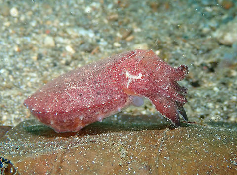Broadclub cuttlefish - Sepia latimanus Kareko Batu, Lembeh. Broadclub cuttlefish,Geotagged,Indonesia,Sepia latimanus,Spring