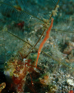 Ocellated Tozeuma Shrimp -Tozeuma lanceolatum Kareko Batu, Lembeh. Geotagged,Indonesia,Ocellated Tozeuma Shrimp,Spring,Tozeuma lanceolatum