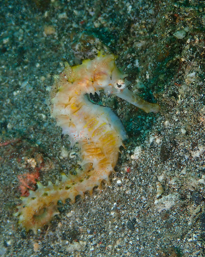 Spiny Seahorse - Hippocampus histrix Kareko Batu, Lembeh. Geotagged,Hippocampus histrix,Indonesia,Spiny seahorse,Spring