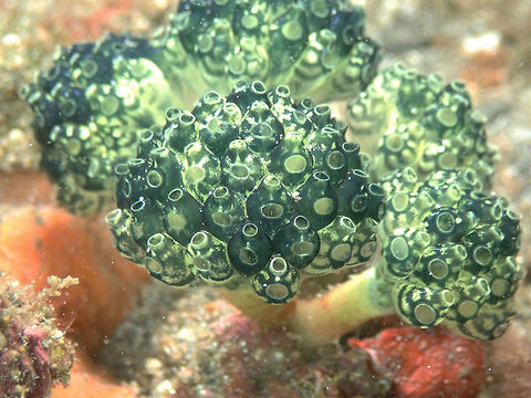 Lollipop Tunicate - Nephtheis fascicularis Kareko Batu, Lembeh. Geotagged,Indonesia,Lollipop Tunicate,Nephtheis fascicularis,Spring