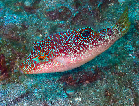 Compressed toby - Canthigaster compressa Kareko Batu, Lembeh Canthigaster compressa,Compressed toby,Geotagged,Indonesia,Spring