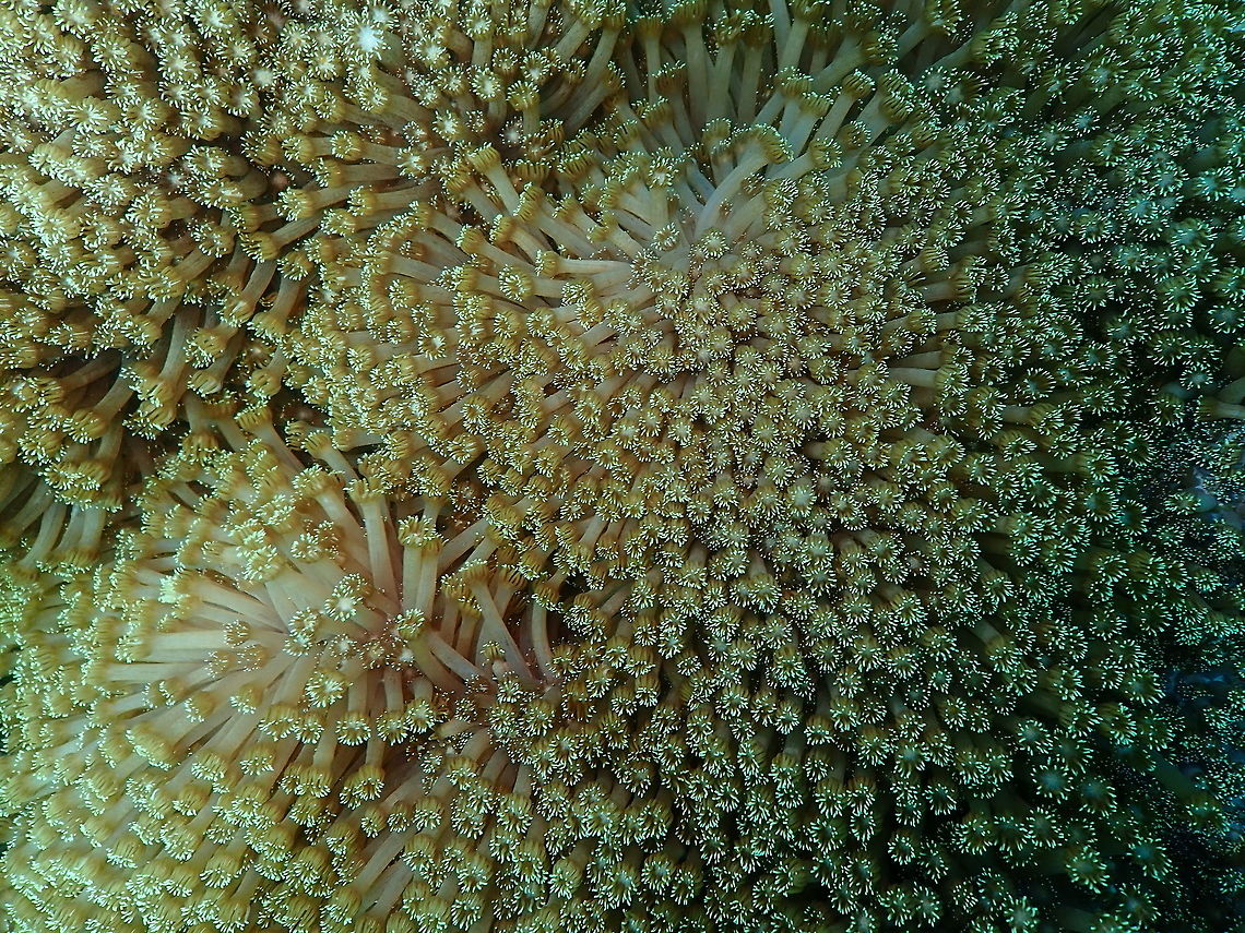 Flowerpot Coral - Goniopora columna Kareko Batu, Lembeh.<br />
As with all corals, tentative on the sp. ID.<br />
<figure class="photo"><a href="https://www.jungledragon.com/image/72220/flowerpot_coral_-_goniopora_columna.html" title="Flowerpot Coral - Goniopora columna"><img src="https://s3.amazonaws.com/media.jungledragon.com/images/2298/72220_thumb.JPG?AWSAccessKeyId=05GMT0V3GWVNE7GGM1R2&Expires=1759968010&Signature=zzrAvnDdLf2nq8%2BBz7bpxxMsjPc%3D" width="200" height="150" alt="Flowerpot Coral - Goniopora columna Kareko Batu, Lembeh. Flowerpot coral,Geotagged,Goniopora columna,Indonesia,Spring" /></a></figure> Flowerpot coral,Geotagged,Goniopora columna,Indonesia,Spring