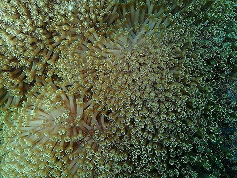 Flowerpot Coral - Goniopora columna Kareko Batu, Lembeh.
As with all corals, tentative on the sp. ID.
https://www.jungledragon.com/image/72220/flowerpot_coral_-_goniopora_columna.html Flowerpot coral,Geotagged,Goniopora columna,Indonesia,Spring