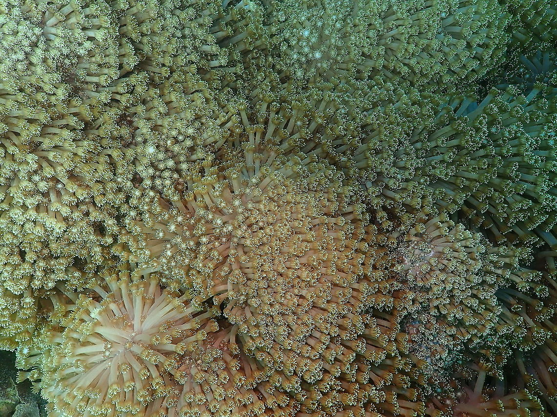 Flowerpot Coral - Goniopora columna Kareko Batu, Lembeh. Flowerpot coral,Geotagged,Goniopora columna,Indonesia,Spring