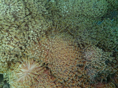 Flowerpot Coral - Goniopora columna Kareko Batu, Lembeh. Flowerpot coral,Geotagged,Goniopora columna,Indonesia,Spring