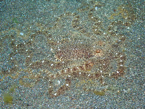 Lilliput longarm octopus -Macrotritopus defilippi (ID Tentative) Rojos, Lembeh.
ID tentative. It mus be a very similar species to Macrotritopus defilippi, if not the same. However the distribution is different, reason why I say is tentative. Geotagged,Indonesia,Lilliput longarm octopus,Macrotritopus defilippi,Spring