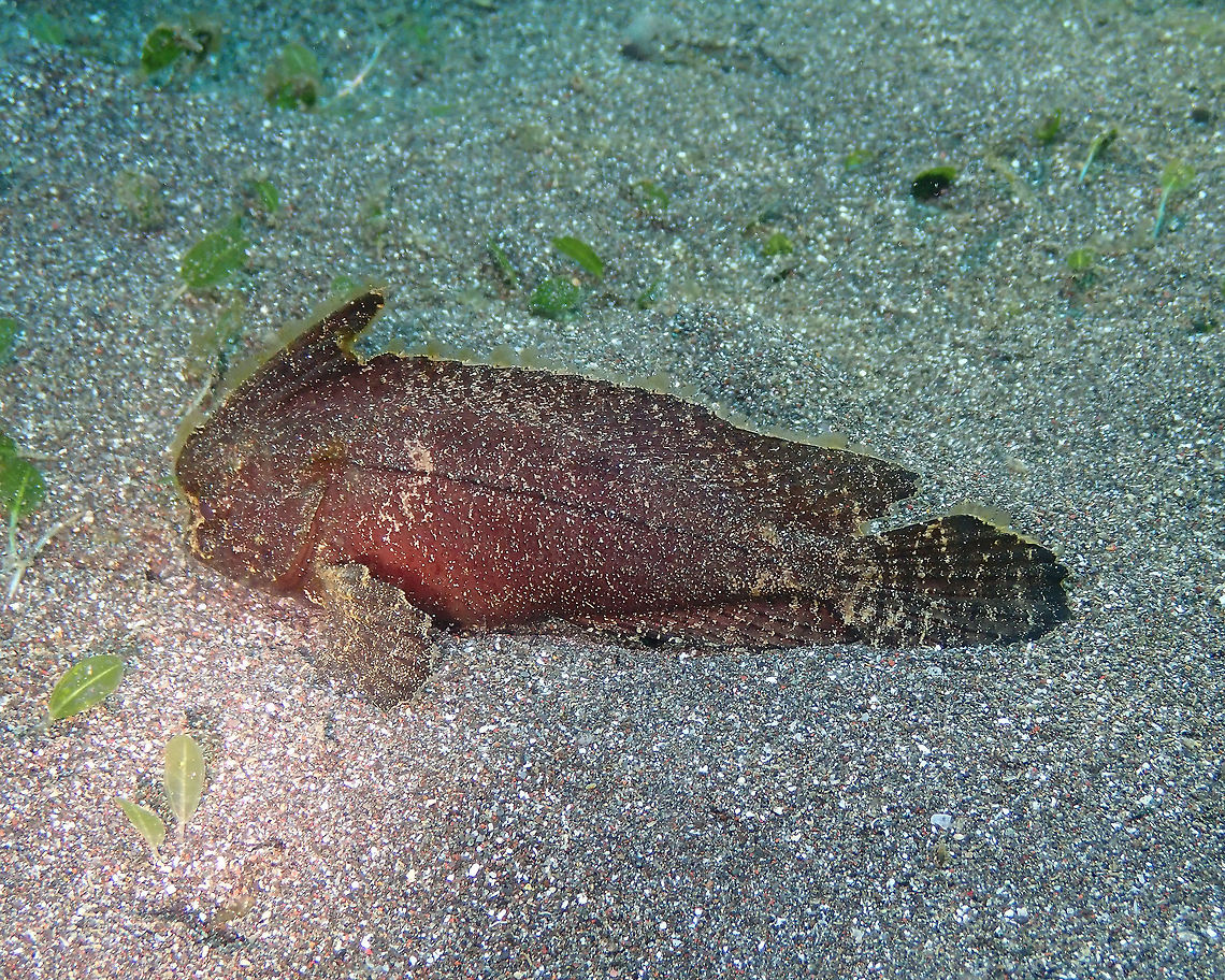 Ablabys macracanthus Rojos, Lembeh. Ablabys macracanthus,Geotagged,Indonesia,Spiny waspfish,Spring