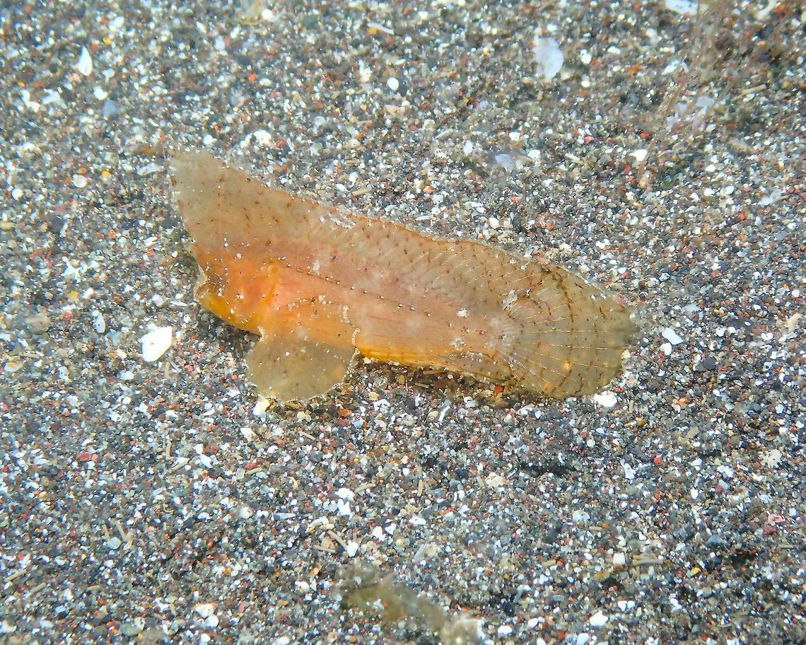 Ablabys taenianotus Rojos, Lembeh. Ablabys taenianotus,Cockatoo waspfish,Geotagged,Indonesia,Spring