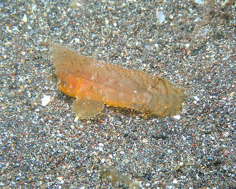 Ablabys taenianotus Rojos, Lembeh. Ablabys taenianotus,Cockatoo waspfish,Geotagged,Indonesia,Spring