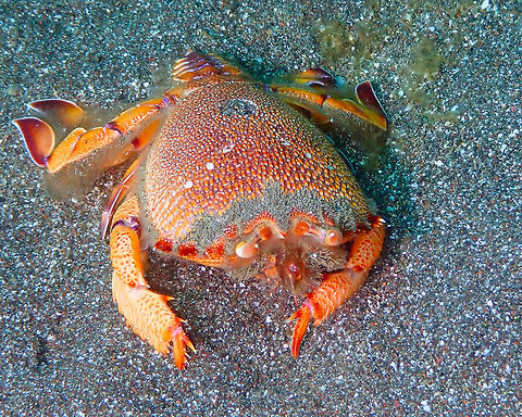 Frog Crab - Ranina ranina Rojos, Lembeh.
https://www.jungledragon.com/image/72225/frog_crab_-_ranina_ranina.html
https://www.jungledragon.com/image/72226/frog_crab_-_ranina_ranina.html Frog crab,Geotagged,Indonesia,Ranina ranina,Spring