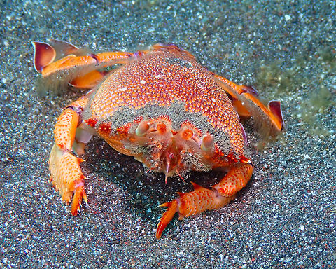 Frog Crab - Ranina ranina Rojos, Lembeh. Frog crab,Geotagged,Indonesia,Ranina ranina,Spring