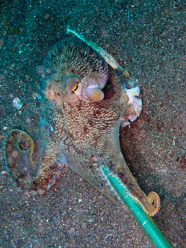 Coconut Octopus - Amphioctopus marginatus Rojos, Lembeh. I have included this pic to show how small are the Coconut Octopuses that we were finding in Lembeh. When you show them in a picture they look much bigger than they really are. Each metal segment of the pointer is an inch (1.25 cm).<br />
<figure class="photo"><a href="https://www.jungledragon.com/image/72273/coconut_octopus_-_amphioctopus_marginatus.html" title="Coconut Octopus - Amphioctopus marginatus"><img src="https://s3.amazonaws.com/media.jungledragon.com/images/2298/72273_thumb.JPG?AWSAccessKeyId=05GMT0V3GWVNE7GGM1R2&Expires=1767225610&Signature=N5d9KQCRpbyzi7qB5IkJSFgcgQ4%3D" width="200" height="150" alt="Coconut Octopus - Amphioctopus marginatus Rojos, Lembeh.<br />
The same octopus, back to its shell and spreading its tentacles over it. Amphioctopus marginatus,Coconut octopus,Geotagged,Indonesia,Spring" /></a></figure><br />
<figure class="photo"><a href="https://www.jungledragon.com/image/72274/coconut_octopus_-_amphioctopus_marginatus.html" title="Coconut Octopus - Amphioctopus marginatus"><img src="https://s3.amazonaws.com/media.jungledragon.com/images/2298/72274_thumb.JPG?AWSAccessKeyId=05GMT0V3GWVNE7GGM1R2&Expires=1767225610&Signature=BvDxq0OlWhNuGCxc1vdkyb5BEwk%3D" width="200" height="150" alt="Coconut Octopus - Amphioctopus marginatus Rojos, Lembeh. Same octopus :-) Amphioctopus marginatus,Coconut octopus,Geotagged,Indonesia,Spring" /></a></figure> Amphioctopus marginatus,Coconut octopus,Geotagged,Indonesia,Spring