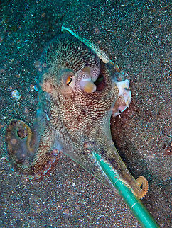 Coconut Octopus - Amphioctopus marginatus Rojos, Lembeh. I have included this pic to show how small are the Coconut Octopuses that we were finding in Lembeh. When you show them in a picture they look much bigger than they really are. Each metal segment of the pointer is an inch (1.25 cm).
https://www.jungledragon.com/image/72273/coconut_octopus_-_amphioctopus_marginatus.html
https://www.jungledragon.com/image/72274/coconut_octopus_-_amphioctopus_marginatus.html Amphioctopus marginatus,Coconut octopus,Geotagged,Indonesia,Spring