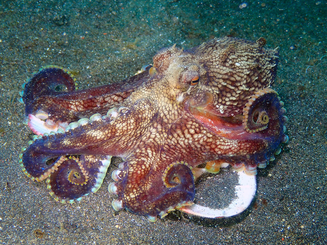 Coconut Octopus - Amphioctopus marginatus Rojos, Lembeh.<br />
The same octopus, back to its shell and spreading its tentacles over it. Amphioctopus marginatus,Coconut octopus,Geotagged,Indonesia,Spring