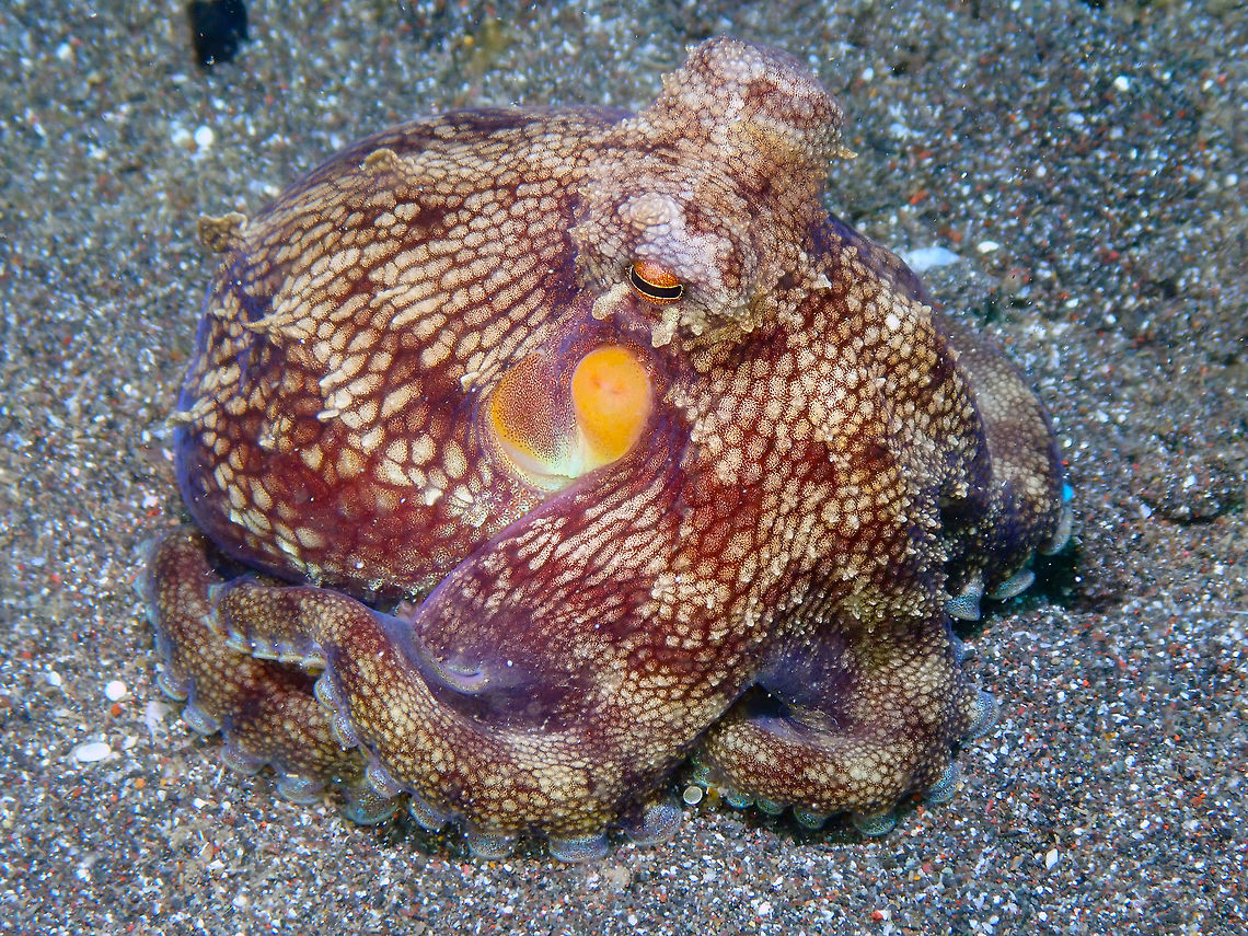 Coconut Octopus - Amphioctopus marginatus Rojos, Lembeh. Same octopus :-) Amphioctopus marginatus,Coconut octopus,Geotagged,Indonesia,Spring