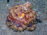 Coconut Octopus - Amphioctopus marginatus Rojos, Lembeh. Same octopus :-) Amphioctopus marginatus,Coconut octopus,Geotagged,Indonesia,Spring