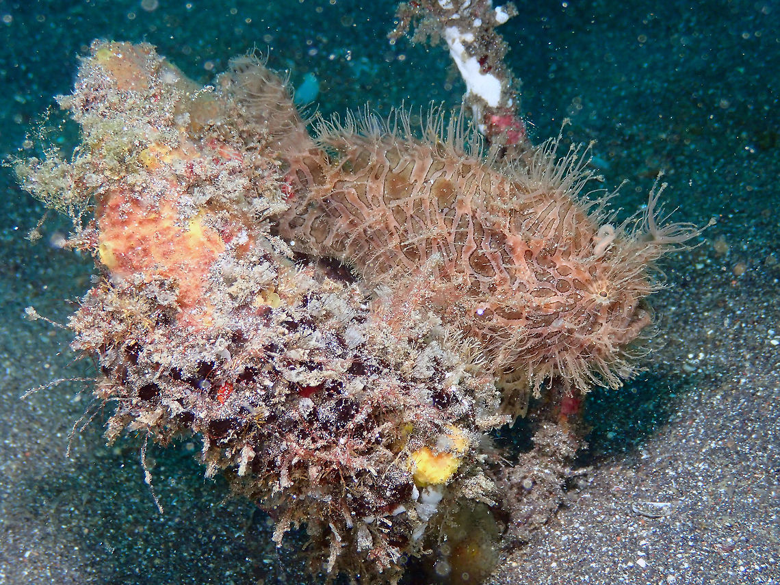 Hairy -find me- Frogfish - Antennarius striatus Rojos, Lembeh.<br />
<figure class="photo"><a href="https://www.jungledragon.com/image/72539/yes_this_fluff_is_me_-_antennarius_striatus.html" title="Yes, this fluff is me - Antennarius striatus"><img src="https://s3.amazonaws.com/media.jungledragon.com/images/2298/72539_thumb.JPG?AWSAccessKeyId=05GMT0V3GWVNE7GGM1R2&Expires=1769040010&Signature=FQdcKRTRmuRIE0MhhN8hLIUMWbw%3D" width="122" height="152" alt="Yes, this fluff is me - Antennarius striatus Rojos, Lembeh. Antennarius striatus,Geotagged,Indonesia,Spring,Striated frogfish" /></a></figure><br />
<figure class="photo"><a href="https://www.jungledragon.com/image/72540/face_close-up_-_antennarius_striatus.html" title="Face close-up - Antennarius striatus"><img src="https://s3.amazonaws.com/media.jungledragon.com/images/2298/72540_thumb.JPG?AWSAccessKeyId=05GMT0V3GWVNE7GGM1R2&Expires=1769040010&Signature=st3Fflmr2zJFQGkhrx3TfXeZ2J4%3D" width="200" height="150" alt="Face close-up - Antennarius striatus Rojos, Lembeh. Antennarius striatus,Geotagged,Indonesia,Spring,Striated frogfish" /></a></figure> Antennarius striatus,Geotagged,Indonesia,Spring,Striated frogfish
