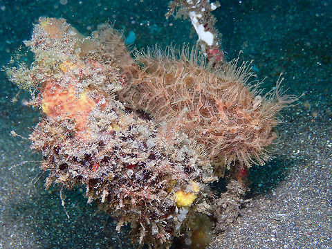 Hairy -find me- Frogfish - Antennarius striatus Rojos, Lembeh.
https://www.jungledragon.com/image/72539/yes_this_fluff_is_me_-_antennarius_striatus.html
https://www.jungledragon.com/image/72540/face_close-up_-_antennarius_striatus.html Antennarius striatus,Geotagged,Indonesia,Spring,Striated frogfish