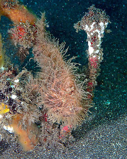 Yes, this fluff is me - Antennarius striatus Rojos, Lembeh. Antennarius striatus,Geotagged,Indonesia,Spring,Striated frogfish