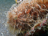Face close-up - Antennarius striatus Rojos, Lembeh. Antennarius striatus,Geotagged,Indonesia,Spring,Striated frogfish