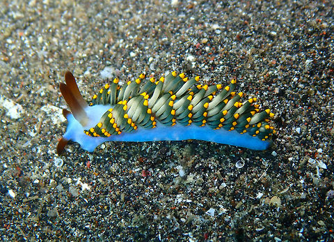 Trinchesia yamasui Rojos, Lembeh. Geotagged,Indonesia,Spring,Trinchesia yamasui,Yamasu's Cuthona