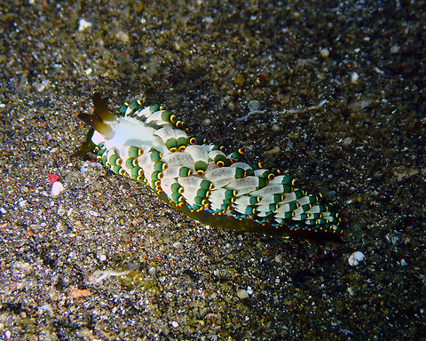 Trinchesia yamasui Rojos, Lembeh. Geotagged,Indonesia,Spring,Trinchesia yamasui,Yamasu's Cuthona